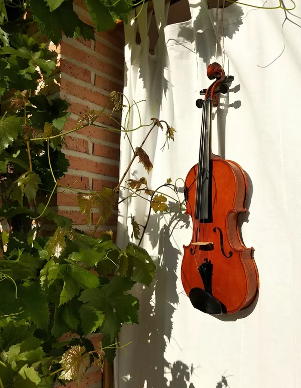 Strad model violin. Spirit varnish